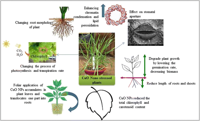 Effects of Copper Nanoparticles (CuO NPs) on Crop Plants: a Mini Review |  SpringerLink
