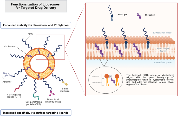Functionalization Strategies for the Delivery of Anticancer Agents:  Advancing Tumor-Targeted Liposomal Systems for Cancer Therapy |  BioNanoScience