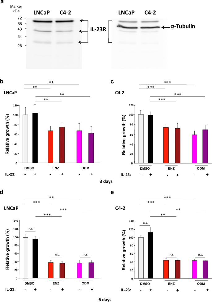 Interleukin 23 Represses The Level Of Cell Senescence Induced By The Androgen Receptor Antagonists Enzalutamide And Darolutamide In Castration Resistant Prostate Cancer Cells Springerlink