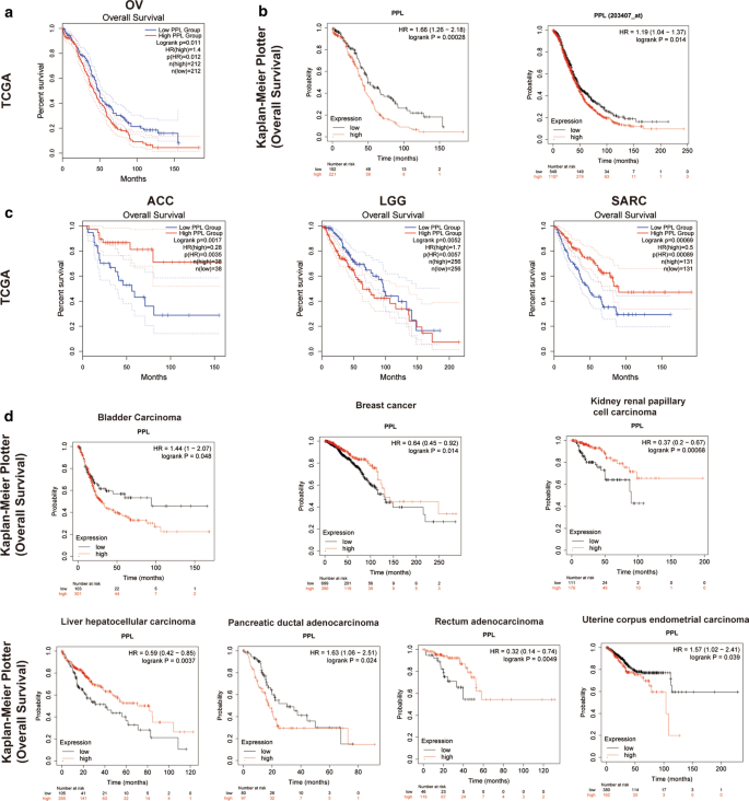 PDF) ACTN4 gene amplification is a predictive biomarker for