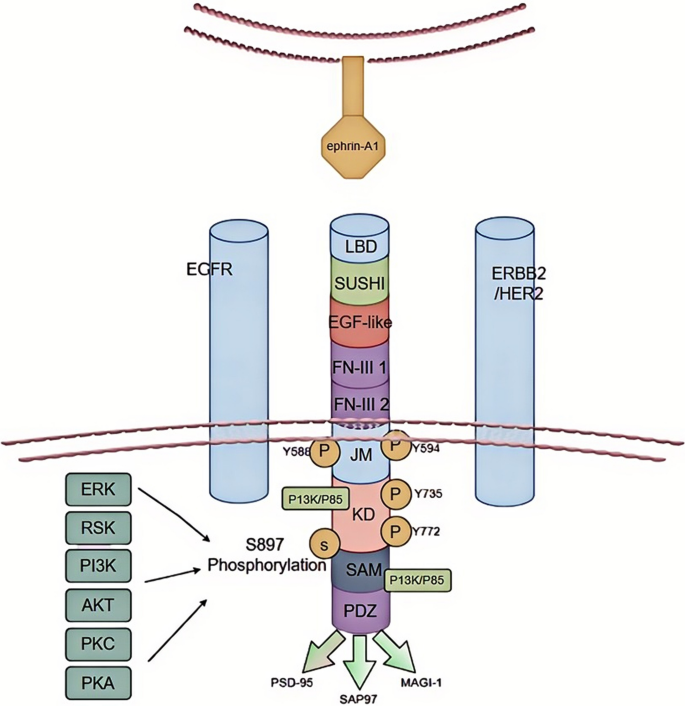 Unveiling the therapeutic promise of EphA2 in glioblastoma: a ...