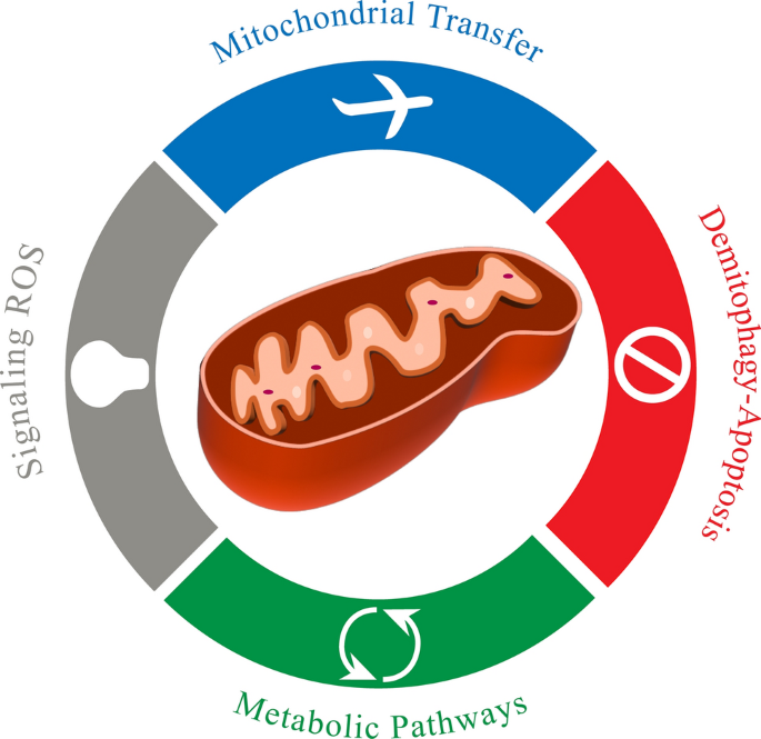 The promise of mitochondria in the treatment of glioblastoma: a brief ...