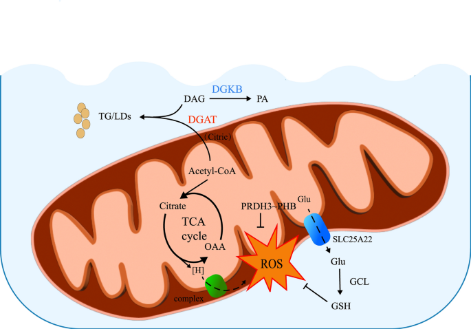The promise of mitochondria in the treatment of glioblastoma: a brief ...
