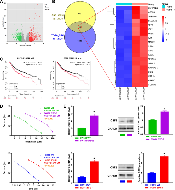CSF2 promotes chemoresistance in colorectal cancer by regulating Notch ...