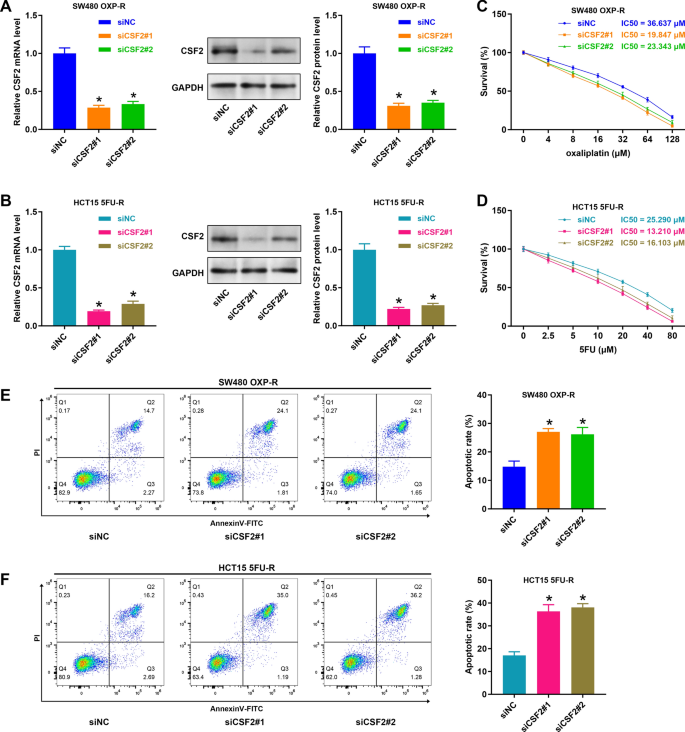 CSF2 promotes chemoresistance in colorectal cancer by regulating Notch ...