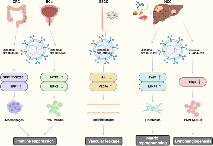 Advances in the roles and molecular mechanisms of exosomal circular ...