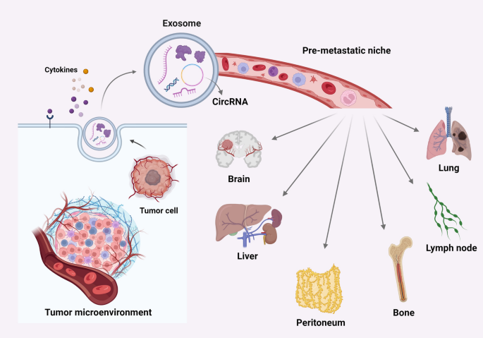 Advances in the roles and molecular mechanisms of exosomal circular ...