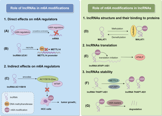 Interactions between long non-coding RNAs and m6 A modification in ...