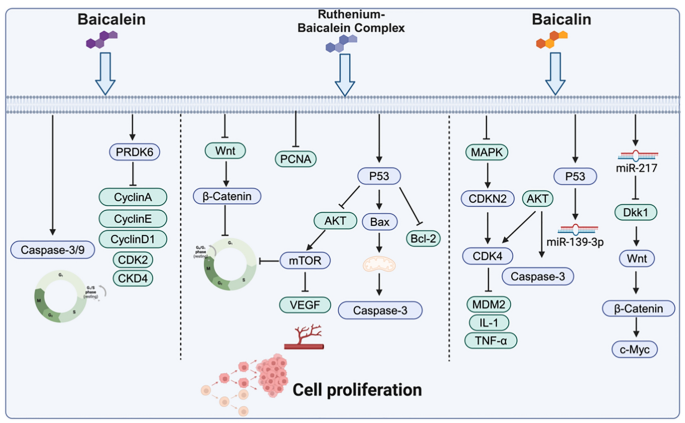 Advances in the role of baicalin and baicalein in colon cancer ...