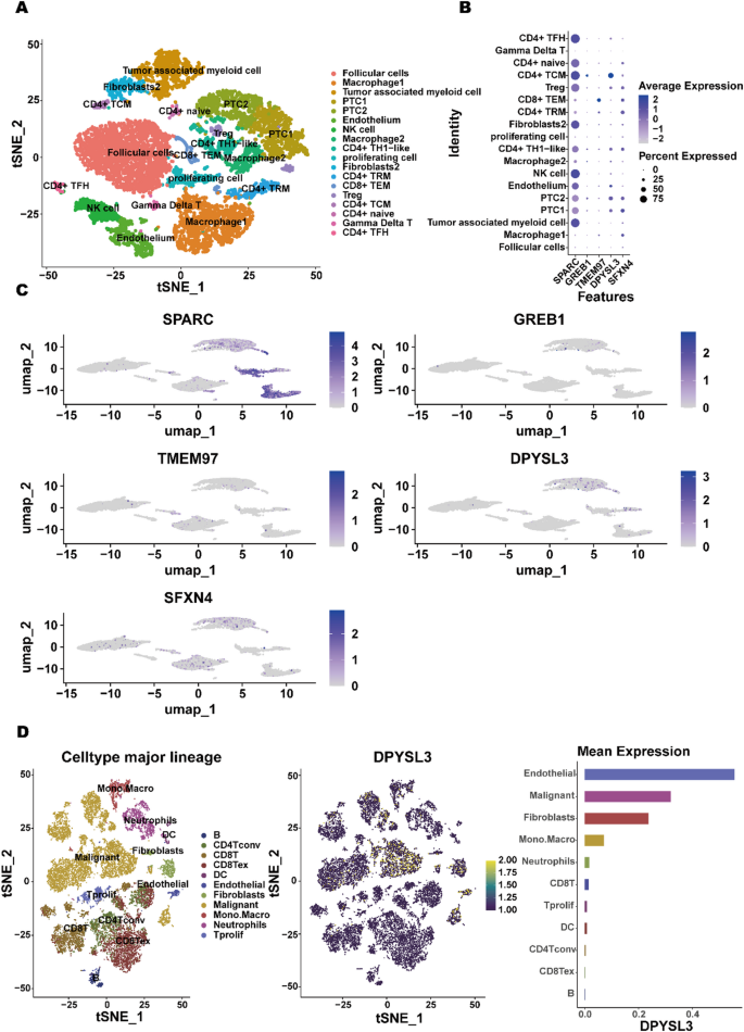 Identification of stemness subtypes and prognostic modeling in thyroid ...