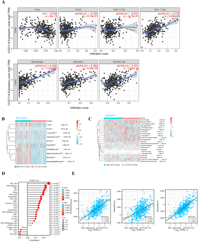 CLEC11A as a potential biomarker for prognosis and response to ...