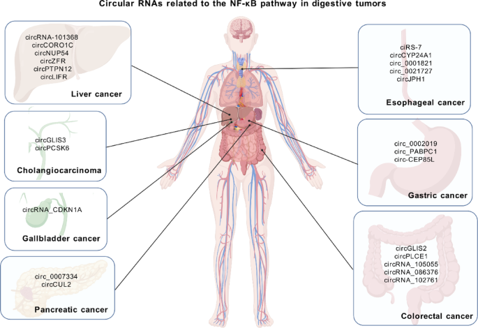 Decoding the functional roles of circular RNAs linked to NF-κB pathway ...