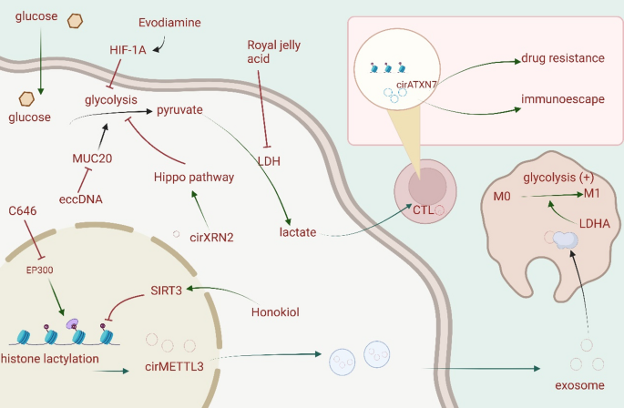 ivf glutathione glutathione infertility Glutathione Treatment in IVF Applications