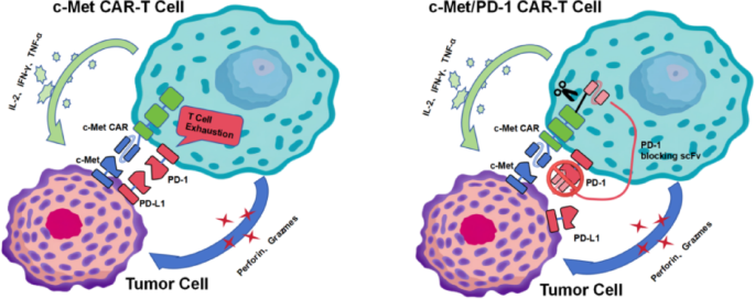 Study on the in vitro and in vivo killing effects of PD-1 antibody ...