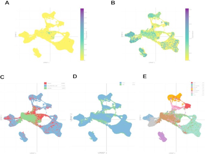 Causal roles of cathepsins family members in breast cancer subtypes ...
