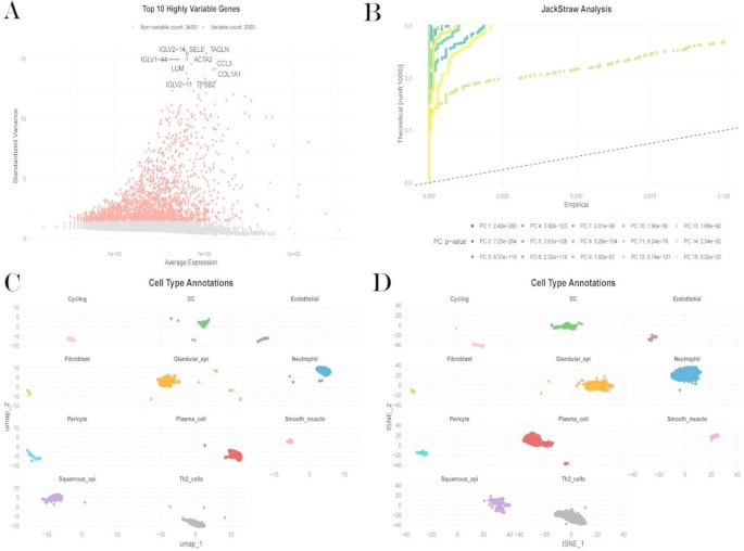 Spatial transcriptomic landscape and cellular neighborhood ...