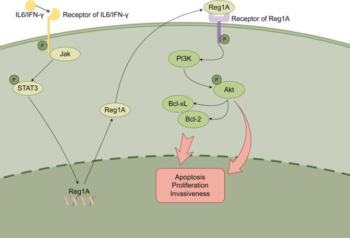 The Reg gene family: roles in gastric and colorectal cancer progression ...