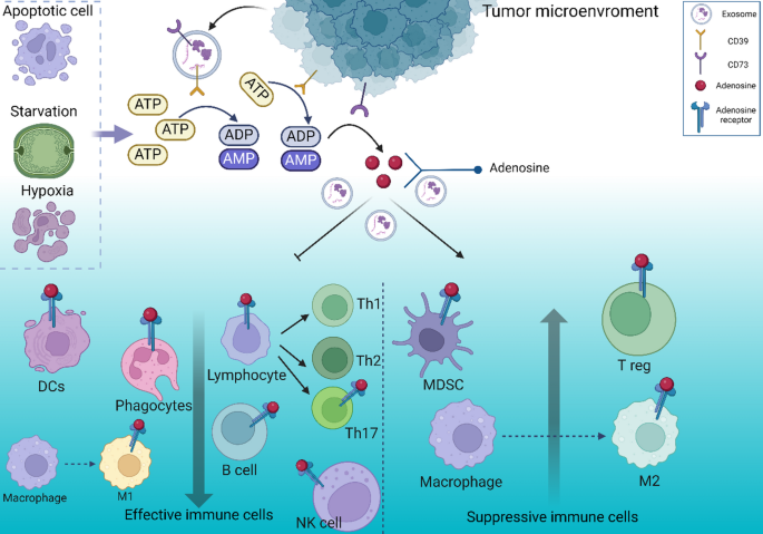Cancer immunotherapy by adenosinergic CD39 and CD73 as emerging immune ...