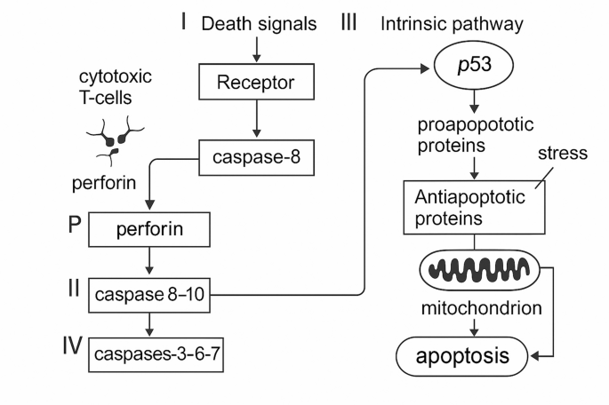Crossroads of cell fate: miR-34-mediated regulation of apoptosis and ...