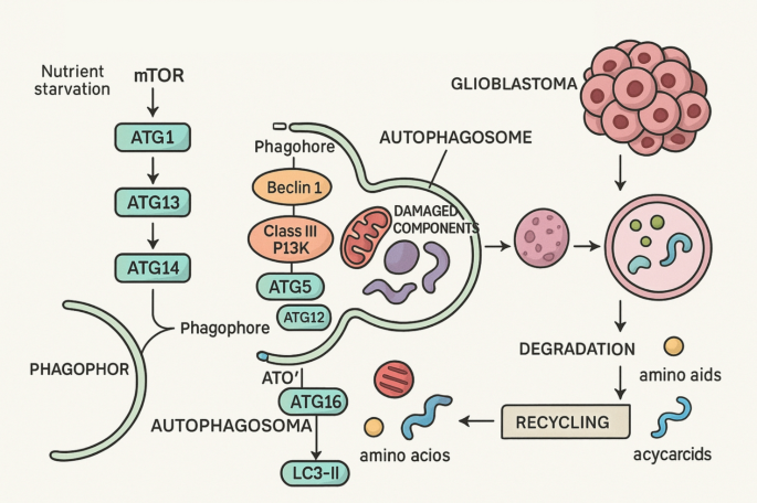 Crossroads of cell fate: miR-34-mediated regulation of apoptosis and ...