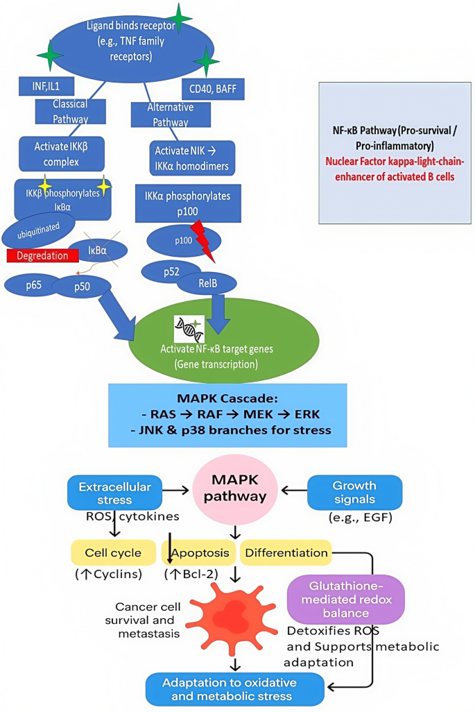 Glutathione responsive nanomedicine leverages tumor redox imbalance for  targeted cancer theranostics | Discover Oncology | Springer Nature Link