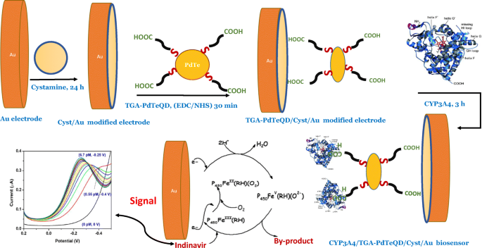 Biocompatible Palladium Telluride Quantum Dot-Amplified Biosensor for HIV  Drug | SpringerLink