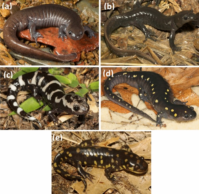 Detecting fossorial salamanders using eDNA: Development and validation of  quantitative and end-point PCR assays for the detection of five species of  Ambystoma