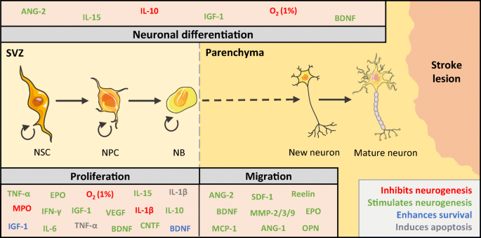 Adult Neurogenesis in the Subventricular Zone and Its Regulation ...
