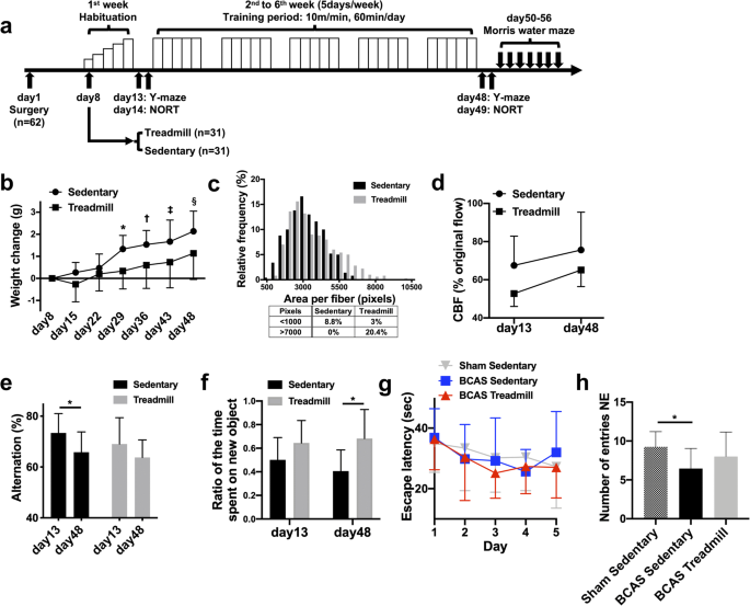 Treadmill Exercise Suppresses Cognitive Decline And Increases White Matter Oligodendrocyte Precursor Cells In A Mouse Model Of Prolonged Cerebral Hypoperfusion Springerlink