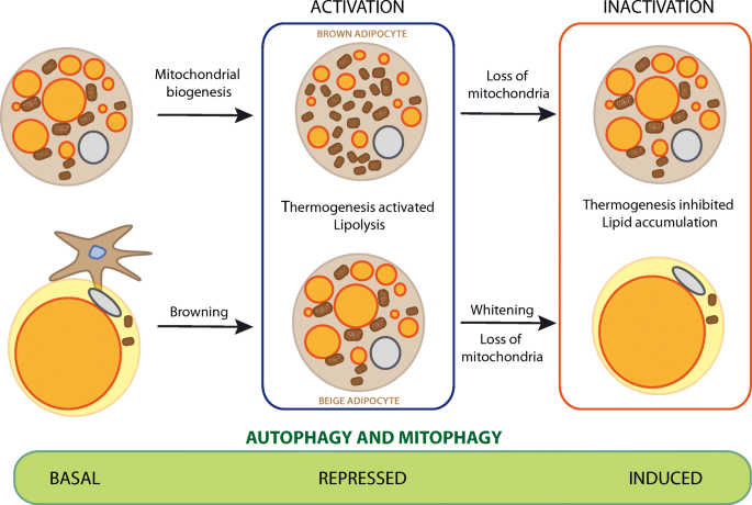 The role of autophagy in brown and beige adipose tissue plasticity |  SpringerLink