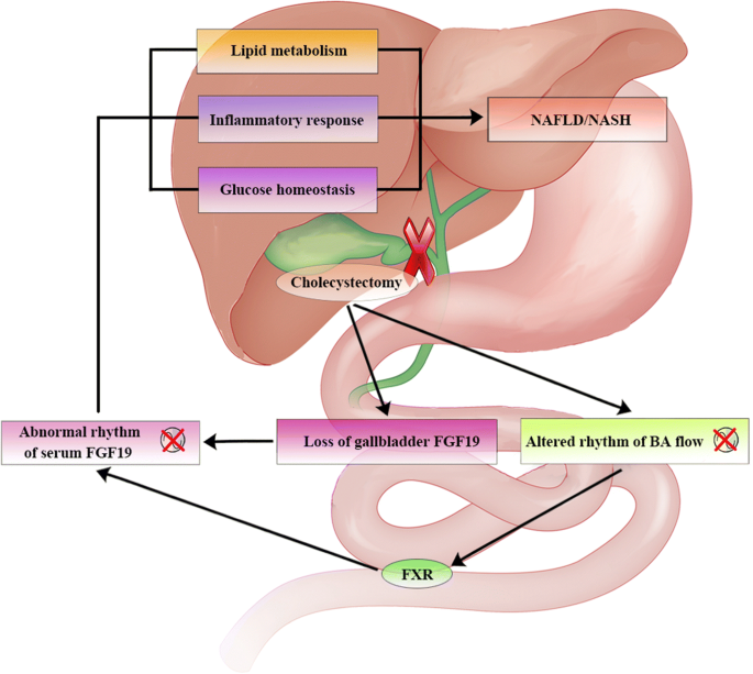 does glp 1 activate work Current Insights, Advantages and Challenges of Small Molecule Glucagon-like  Peptide 1 Receptor Agonists: A Scoping Review