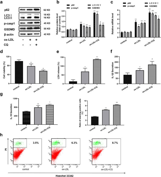 Autophagy Blockage Promotes The Pyroptosis Of Ox Ldl Treated Macrophages By Modulating The P62 Nrf2 Are Axis Springerlink