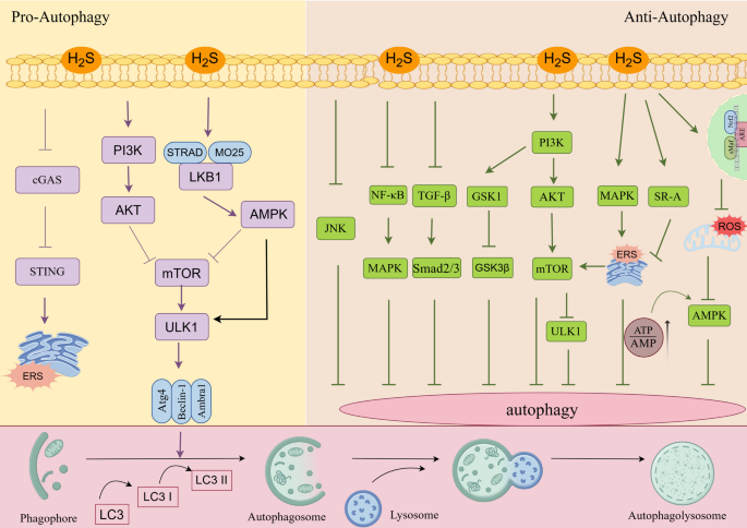 The potential role of hydrogen sulfide-autophagy axis in diseases ...