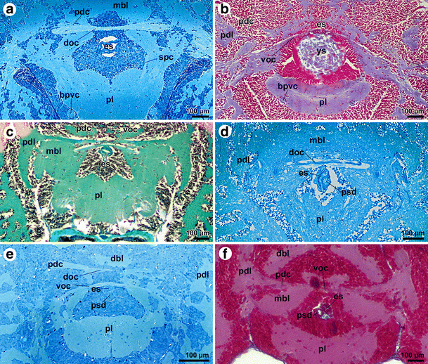 Comparative 3D microanatomy and histology of the eyes and central