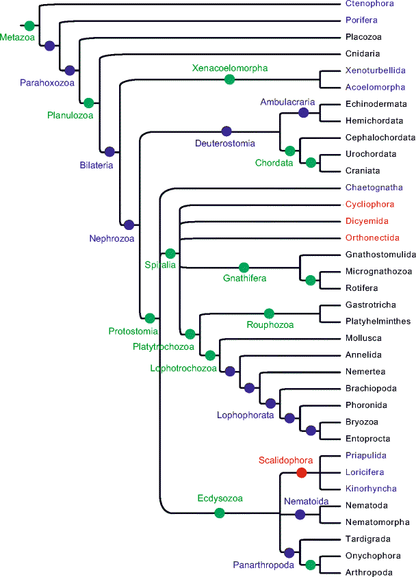 Animal Phylogenetic Tree