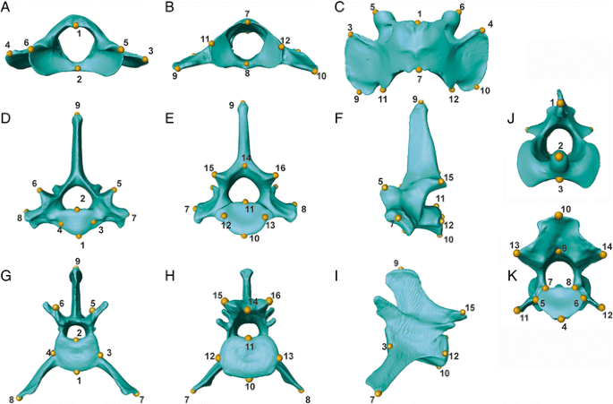 Regional differentiation of felid vertebral column evolution: a ...
