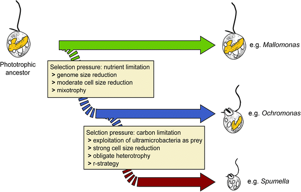Label the diagram below to show the relationship between nutritional modes of bacteria.