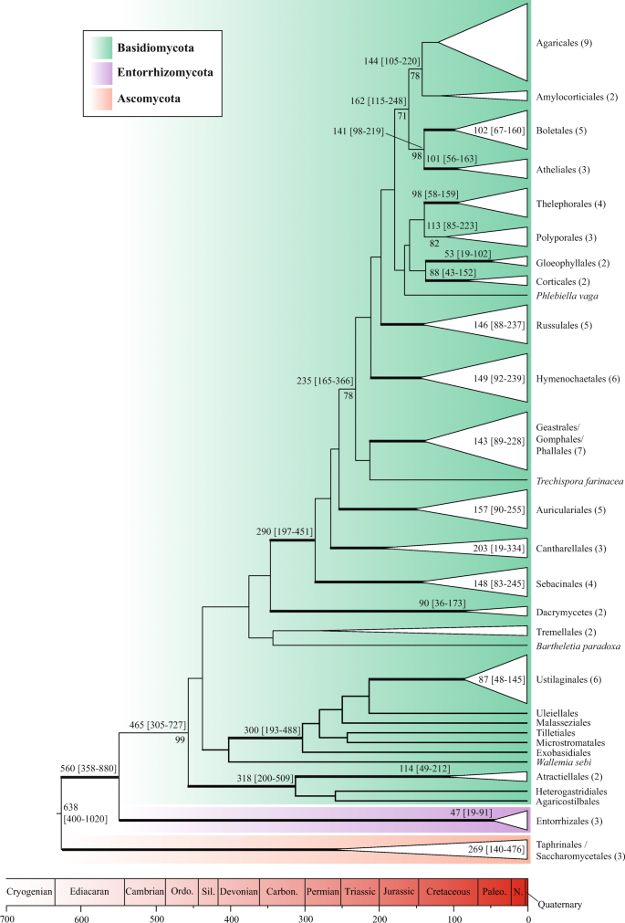 The origin and diversification of the Entorrhizales: deep ...