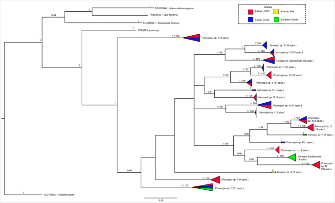 High Diversity And Pan Oceanic Distribution Of Deep Sea Polychaetes Prionospio And Aurospio Annelida Spionidae In The Atlantic And Pacific Ocean Springerlink