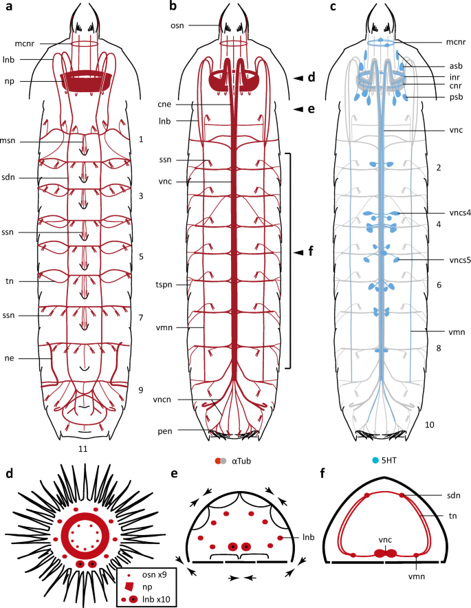 Insights Into Mud Dragon Morphology Kinorhyncha Allomalorhagida Myoanatomy And Neuroanatomy Of Dracoderes Abei And Pycnophyes Ilyocryptus Springerlink