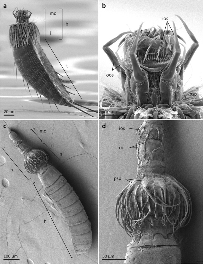 New mud dragons from Svalbard: three new species of Cristaphyes and the  first Arctic species of Pycnophyes (Kinorhyncha: Allomalorhagida:  Pycnophyidae) [PeerJ]