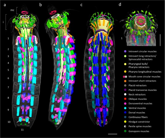 New mud dragons from Svalbard: three new species of Cristaphyes and the  first Arctic species of Pycnophyes (Kinorhyncha: Allomalorhagida:  Pycnophyidae) [PeerJ]