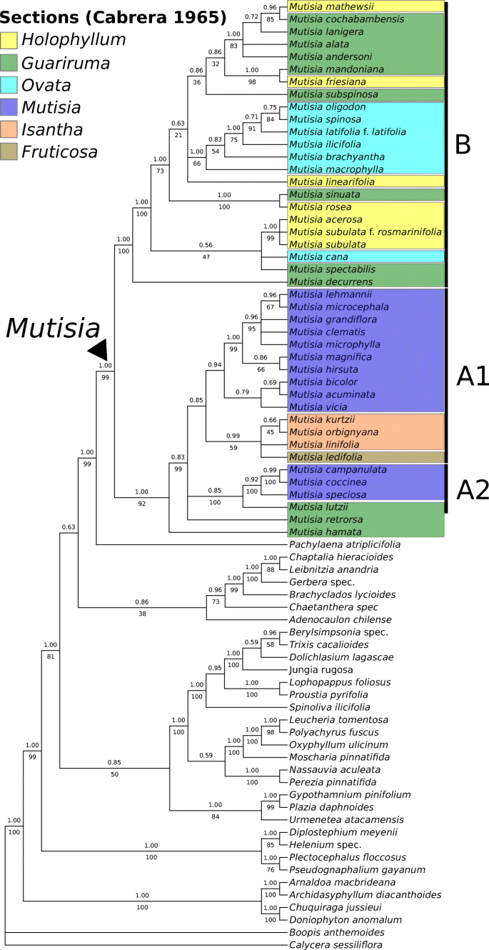 Phylogenetic relationships among Chilean-Bolivian Telmatobius