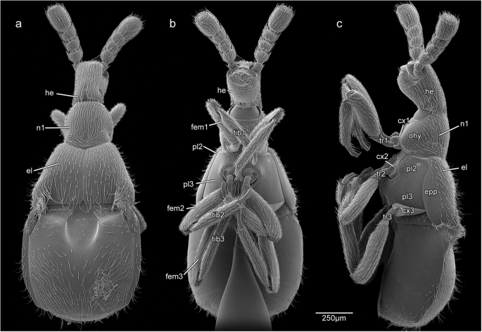 The specialized thoracic skeletomuscular system of the myrmecophile  Claviger testaceus (Pselaphinae, Staphylinidae, Coleoptera) | SpringerLink