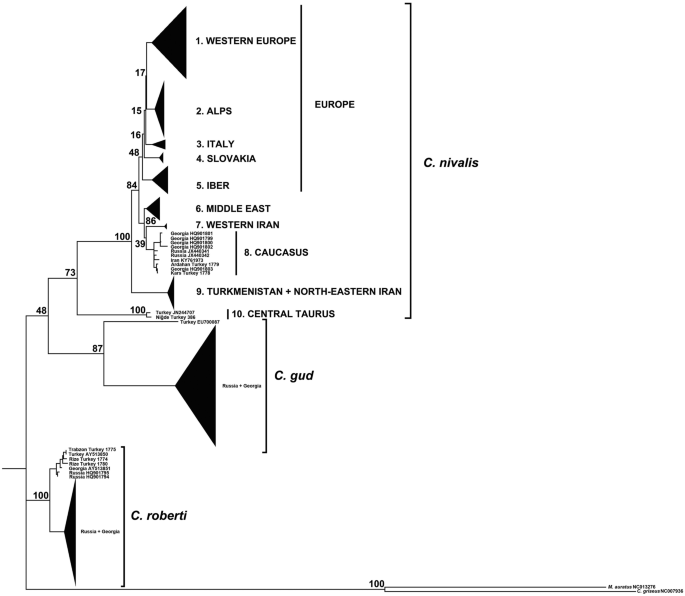 Complete mitochondrial genomes of Chionomys roberti and Chionomys nivalis  (Mammalia: Rodentia) from Turkey: Insight into their phylogenetic position  within Arvicolinae | SpringerLink