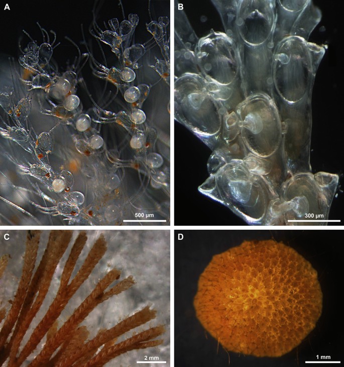 ブレインコーラル