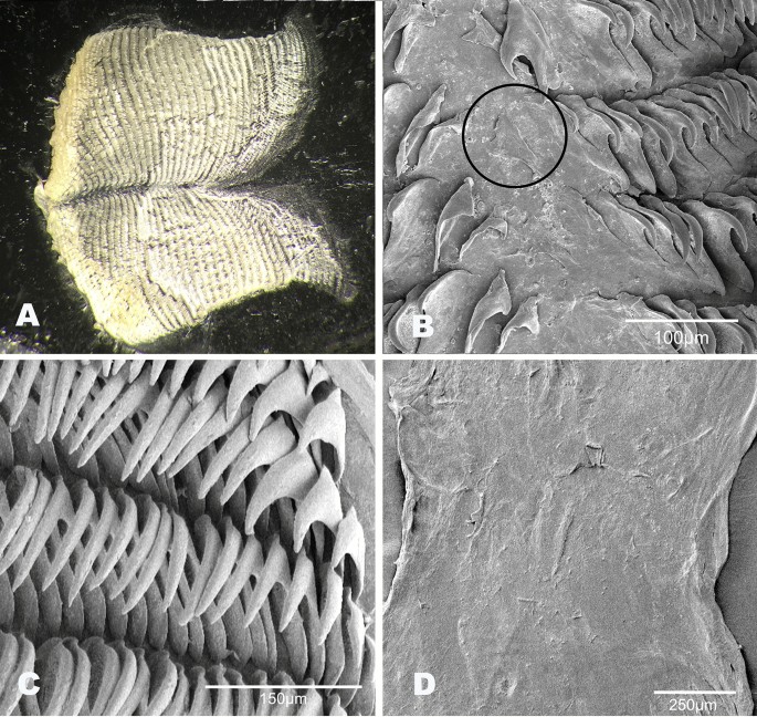 figure 21