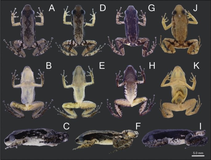 Phylogenetic position of the ian nurse frog Allobates gasconi  (Morales 2002) revealed by topotypical data