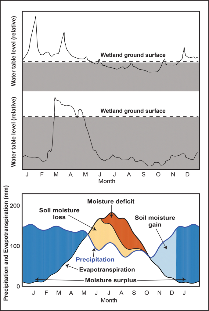 Forested Wetland Hydrology in a Large Mississippi River Tributary System |  Wetlands