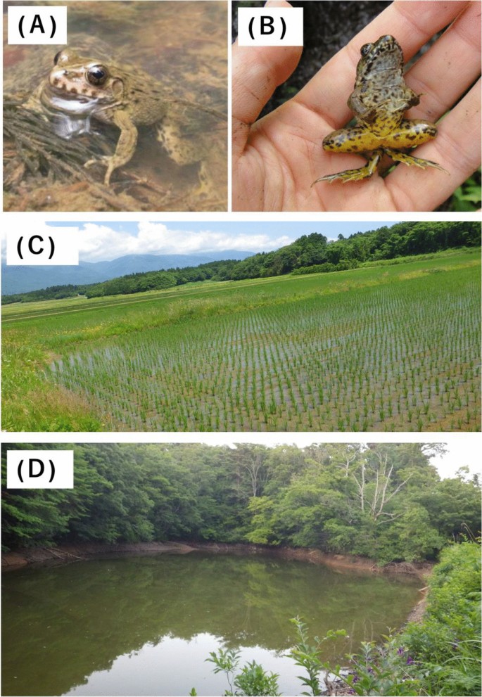 Little Frogs Kumala Chenin - SBTpedigree database Pedigree of